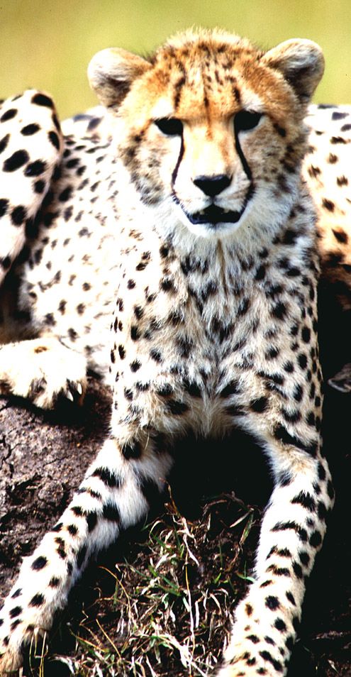 Cheetah 2 - Masai Mara